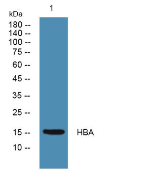 HBA antibody