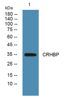 CRHBP antibody