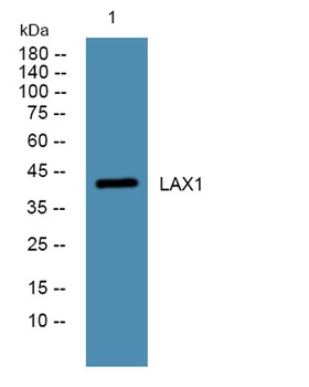 LAX1 antibody