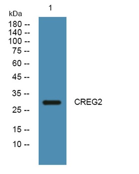 CREG2 antibody