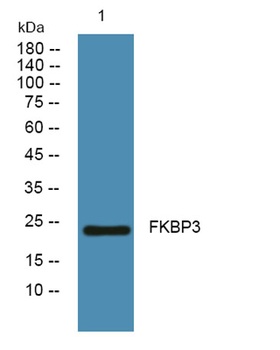 FKBP3 rabbit pAb