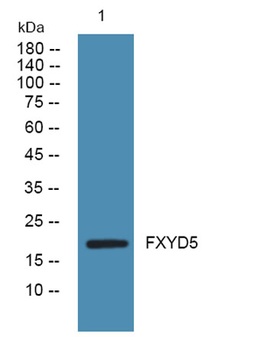 FXYD5 rabbit pAb