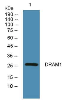 DRAM1 rabbit pAb