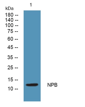 NPB antibody