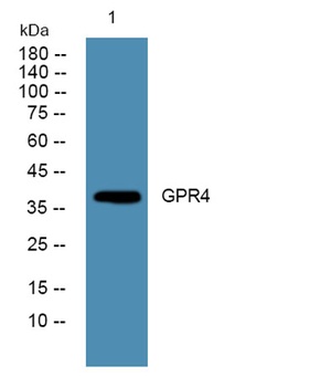 GPR4 rabbit pAb