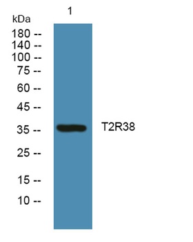 T2R38 antibody