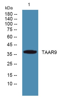 TAAR9 antibody