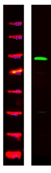 TS1R2 rabbit pAb Antibody