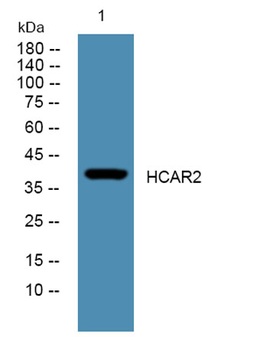 HCAR2 antibody
