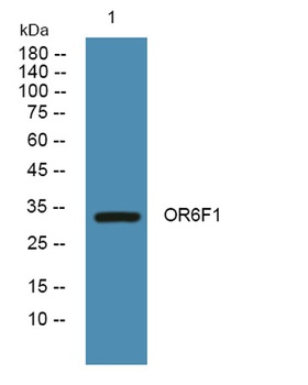 OR6F1 antibody