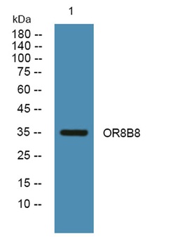 OR8B8 rabbit pAb