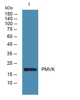 PMVK rabbit pAb