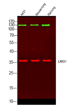 LRIG1 rabbit pAb