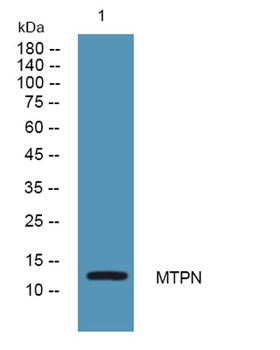 MTPN antibody
