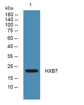 HXB7 rabbit pAb Antibody