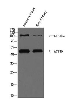 KLOT rabbit pAb Antibody