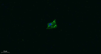 TRPA1 rabbit pAb