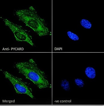 Goat anti-Pycard (rodent) Antibody