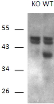 Goat anti-Calcipressin-1 Antibody