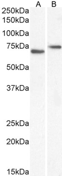 Goat anti-NOX5 Antibody