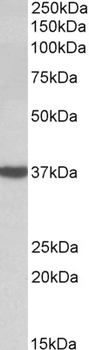 D-amino-acid oxidase (aa286-298)