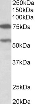 PRODH (aa112-134)
