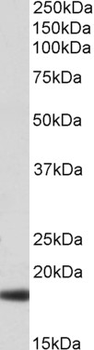 Goat anti-HP alpha chain Antibody