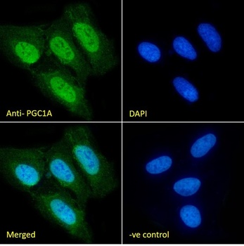 Goat anti-PPARGC1A Antibody