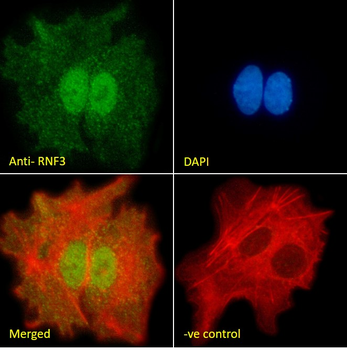 RNF3 (247 aa isoform) Antibody