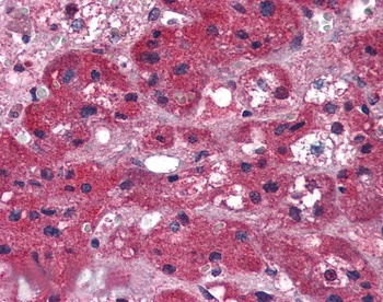 Goat anti-ARIH1 / HHARI Antibody