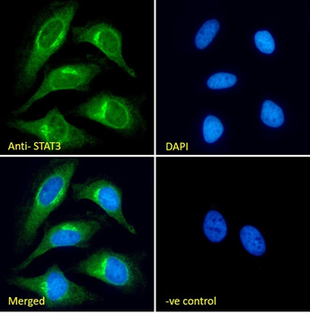 Goat anti-STAT3 (isoform 1 and 2) Antibody