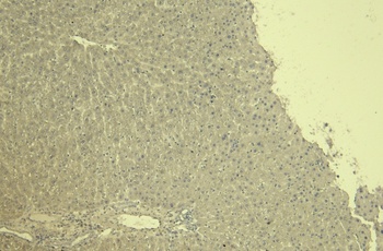 Goat anti-VDAC2 (C Terminus) Antibody