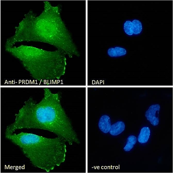 Goat anti-PRDM1 / BLIMP1 Antibody