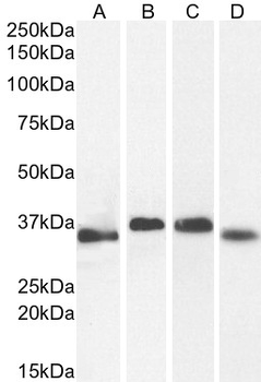 Goat anti-GAPDH (C Terminus) Loading Control Antibody