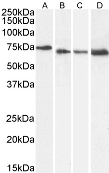 Goat anti-Pericentrin 1 / NUP85 Antibody
