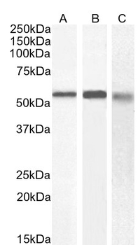 Goat anti-58KGolgi protein(Internal)/FTCD Antibody