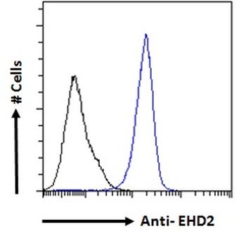 Goat anti-EHD2 Antibody