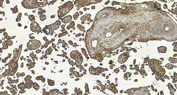 Goat anti-ENPP1 / PC1 Antibody