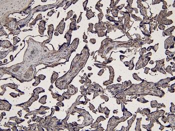 Goat anti-INDO / IDO Antibody