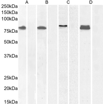Goat anti-IFT88 / Polaris Antibody