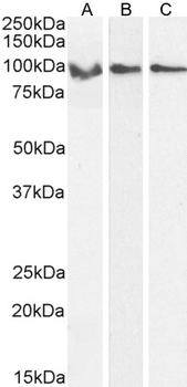 Goat anti-GPR94 / TRA1 Antibody