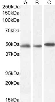 Goat anti-GFAP Antibody