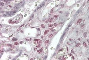 Goat anti-XRCC4-like factor / NHEJ1 Antibody