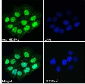 Goat anti-HEXIM1 Antibody