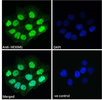 HEXIM1 antibody