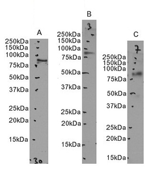 ITGB2/LFA-1 (aa86-99) Antibody