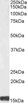 Goat Anti-AIF1/IBA1 isoform 1 and 3 (Mouse reactivity only) Antibody