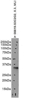 Goat anti-Slc10a2 (mouse) Antibody