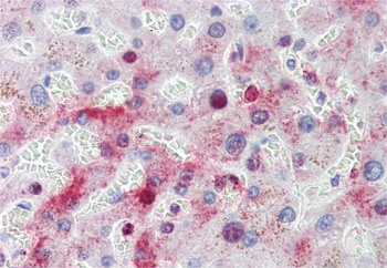 Goat anti-MTHFD1 Antibody