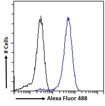Goat anti-GAD1 (isoform GAD67) Antibody